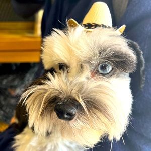 Meet your Posher, Lucia